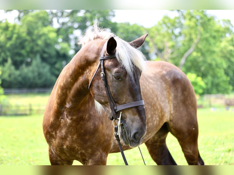 Trait belge Croisé Hongre 6 Ans 183 cm  in Gap