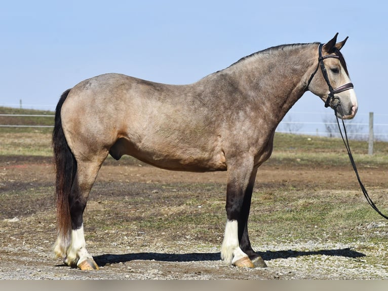 Trait belge Croisé Hongre 6 Ans Buckskin in Strasburg
