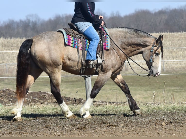 Trait belge Croisé Hongre 6 Ans Buckskin in Strasburg