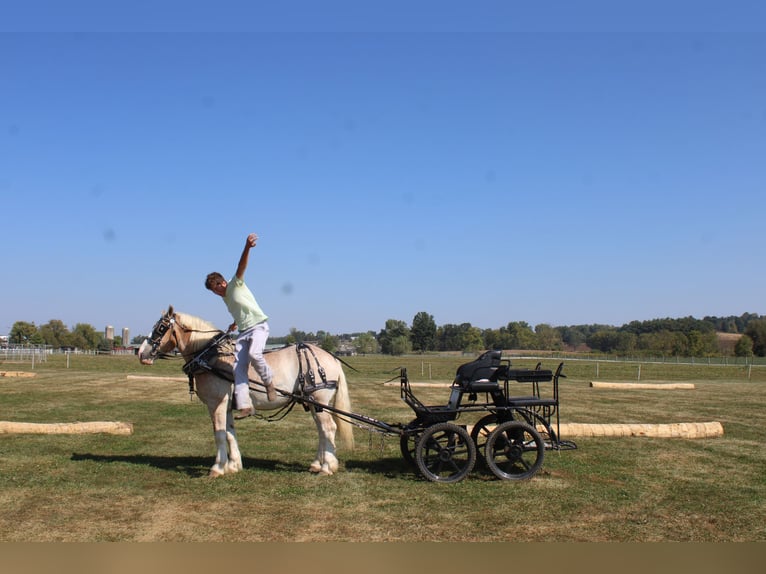 Trait belge Croisé Hongre 7 Ans 165 cm Rouan Rouge in Millersburg