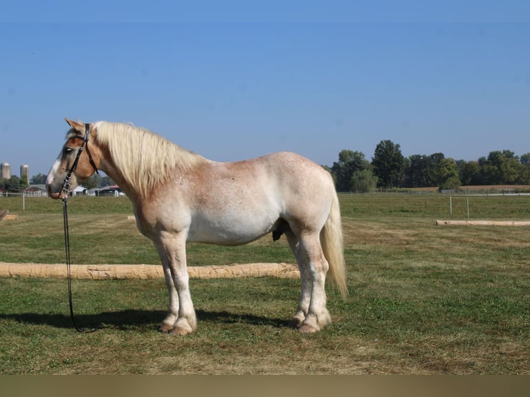 Trait belge Croisé Hongre 7 Ans 165 cm Rouan Rouge in Millersburg