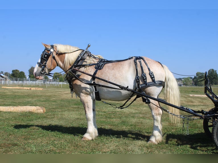Trait belge Croisé Hongre 7 Ans 165 cm Rouan Rouge in Millersburg
