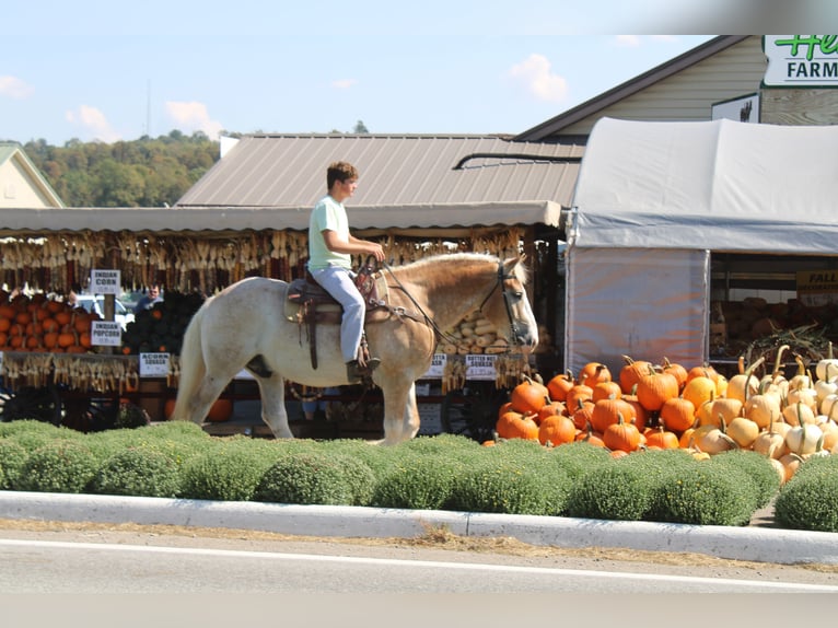 Trait belge Croisé Hongre 7 Ans 165 cm Rouan Rouge in Millersburg