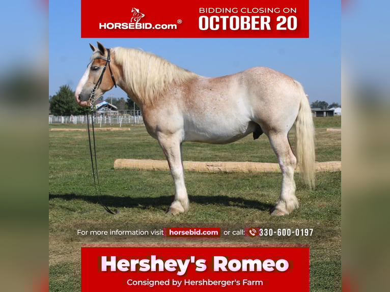 Trait belge Croisé Hongre 7 Ans 165 cm Rouan Rouge in Millersburg