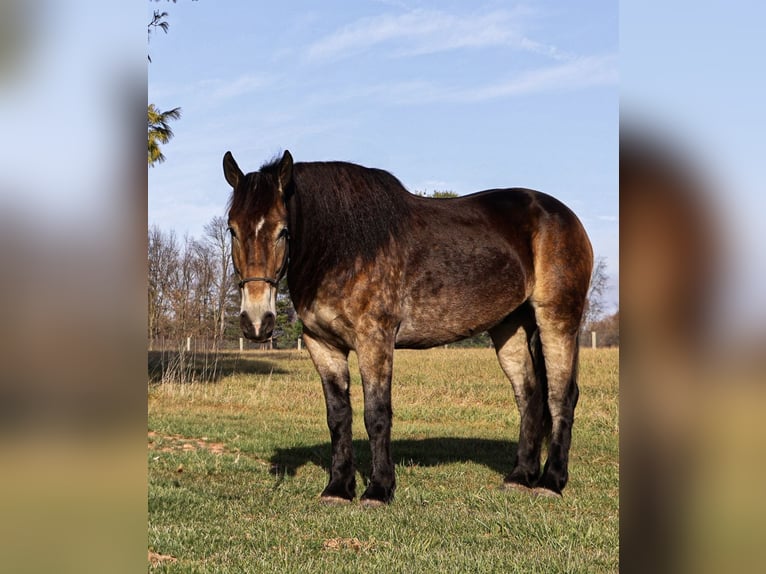 Trait belge Croisé Hongre 7 Ans 168 cm Buckskin in Howell