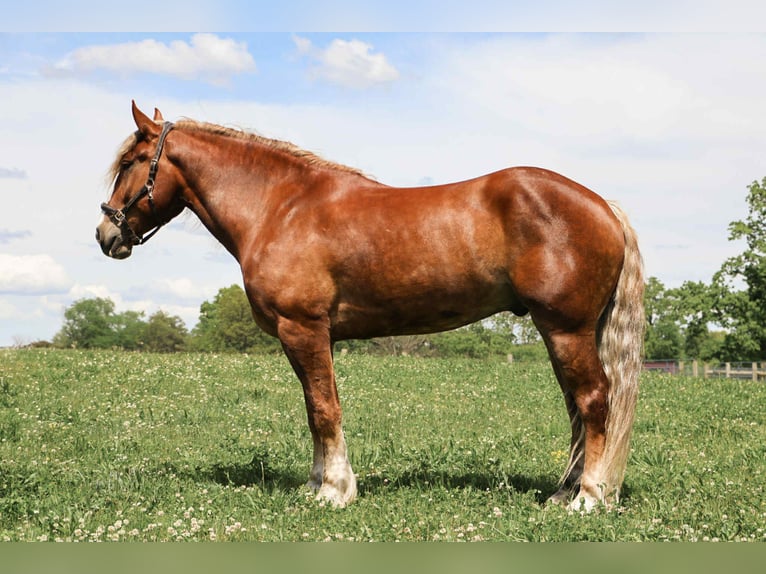 Trait belge Hongre 7 Ans 170 cm Alezan brûlé in Howell