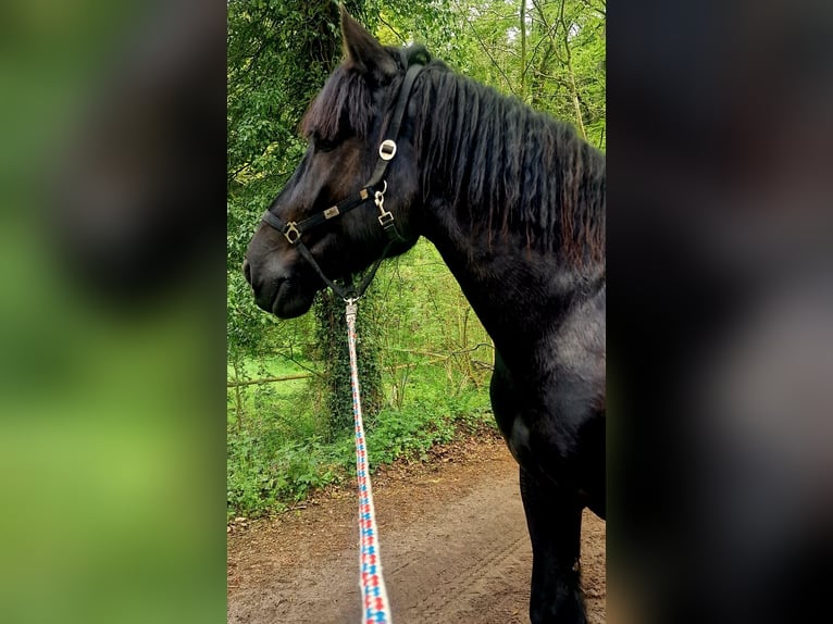 Trait belge Hongre 7 Ans 175 cm Noir in Soltau