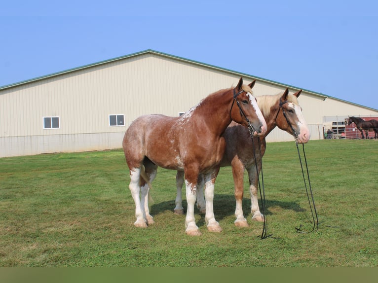 Trait belge Croisé Hongre 7 Ans 180 cm Rouan Rouge in Millersburg