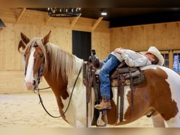 Trait belge Croisé Hongre 7 Ans Pinto in Needmore