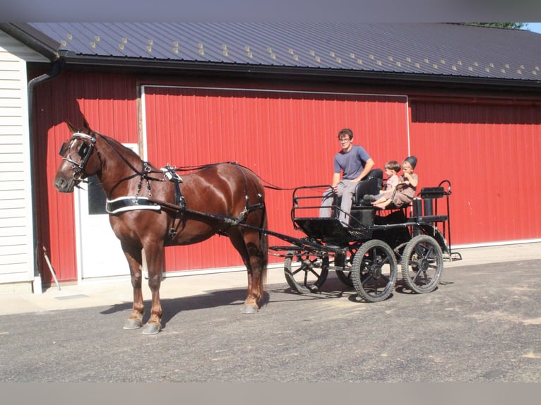 Trait belge Croisé Hongre 8 Ans 163 cm Alezan brûlé in Millersburg