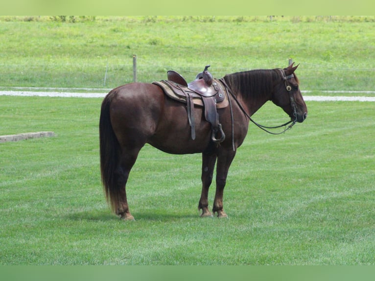 Trait belge Croisé Hongre 8 Ans 163 cm Alezan brûlé in Millersburg
