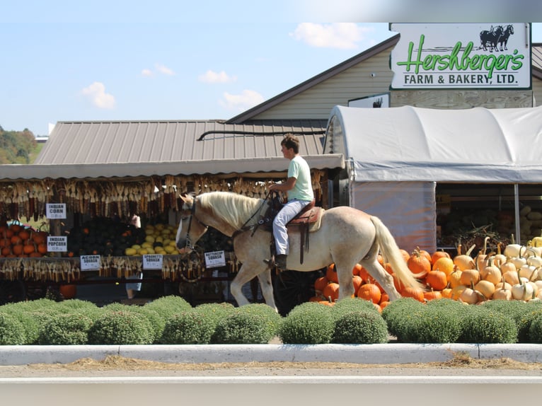 Trait belge Croisé Hongre 8 Ans 165 cm Rouan Rouge in Millersburg