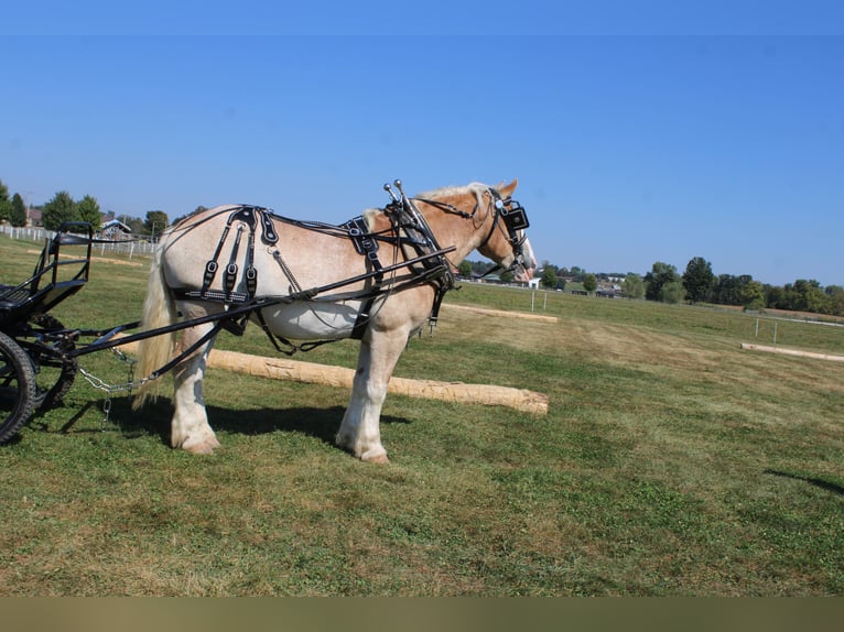 Trait belge Croisé Hongre 8 Ans 165 cm Rouan Rouge in Millersburg