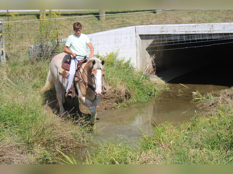 Trait belge Croisé Hongre 8 Ans 165 cm Rouan Rouge in Millersburg
