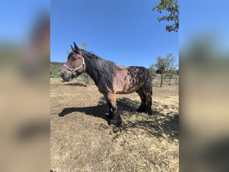 Trait belge Hongre 8 Ans 172 cm  in Ammerbuch
