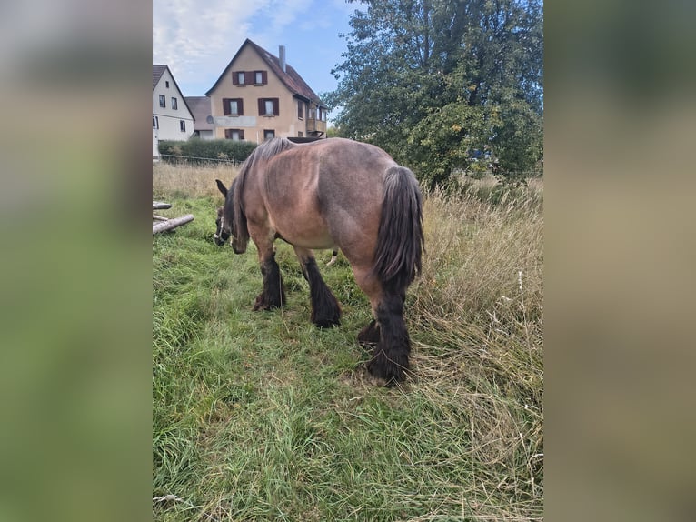 Trait belge Hongre 8 Ans 172 cm  in Ammerbuch