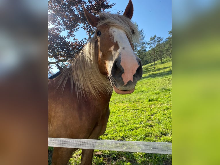Trait belge Croisé Hongre 8 Ans 173 cm Alezan in Amstetten