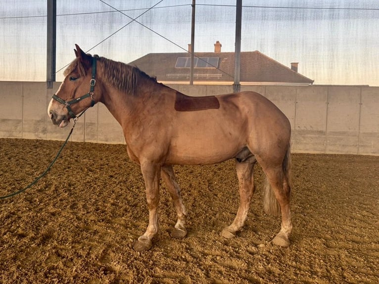 Trait belge Croisé Hongre 8 Ans 173 cm Alezan in Amstetten