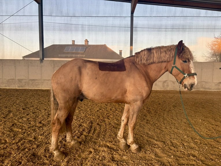 Trait belge Croisé Hongre 8 Ans 173 cm Alezan in Amstetten