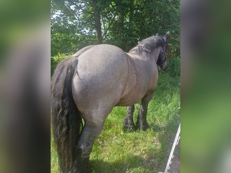 Trait belge Hongre 8 Ans 175 cm Rouan bleu in Zwiesel