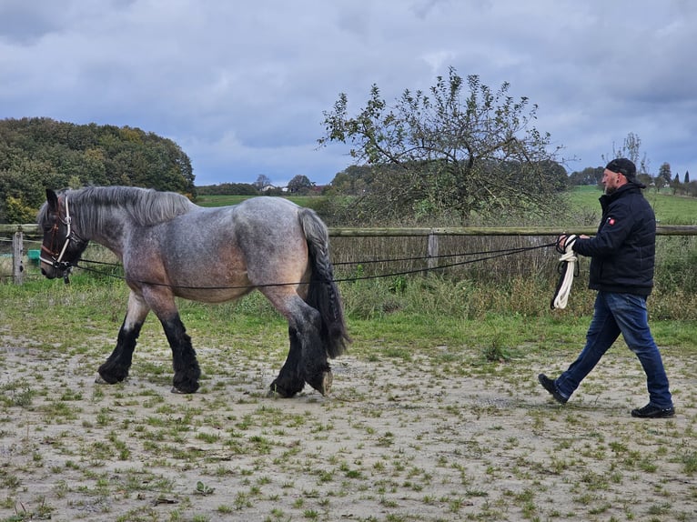 Trait belge Jument 11 Ans 168 cm Gris (bai-dun) in Windeck