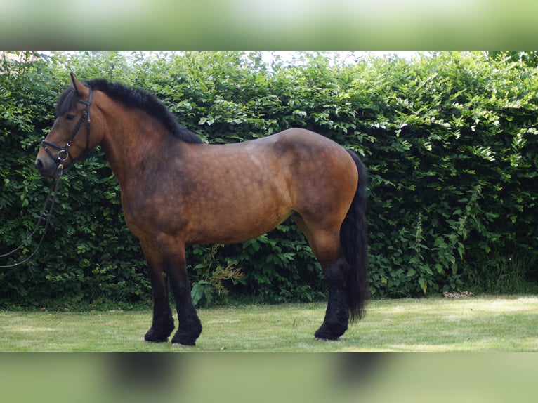 Trait belge Jument 12 Ans 166 cm Bai in Neuenkirchen-Vörden