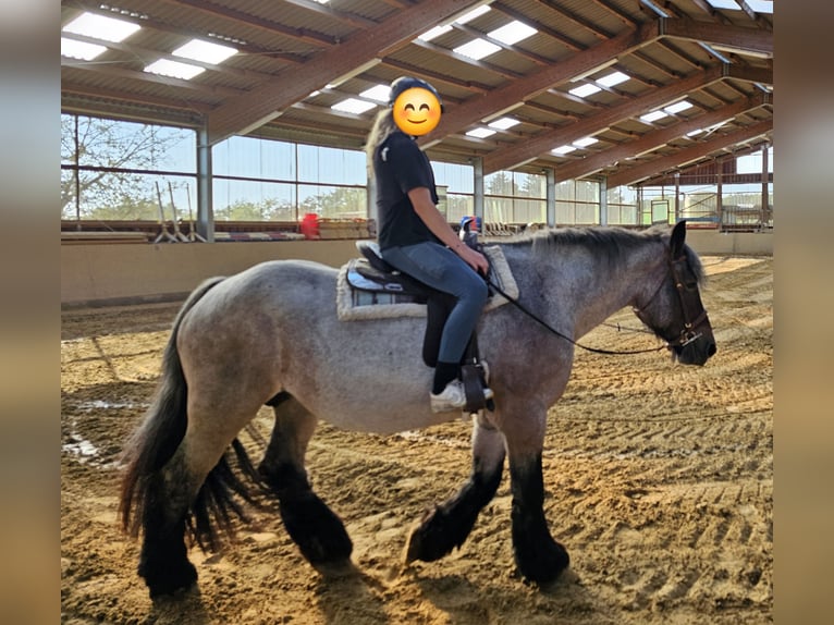 Trait belge Jument 12 Ans 168 cm Gris (bai-dun) in Windeck