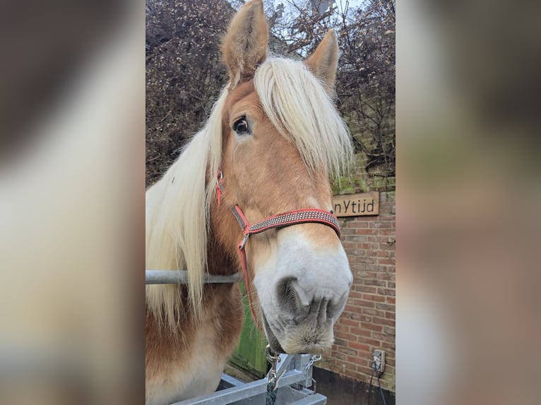 Trait belge Jument 17 Ans 170 cm Alezan in Voorst