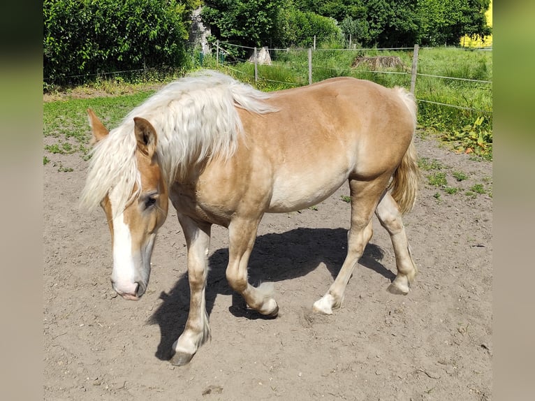 Trait belge Croisé Jument 1 Année Alezan in Beverstedt