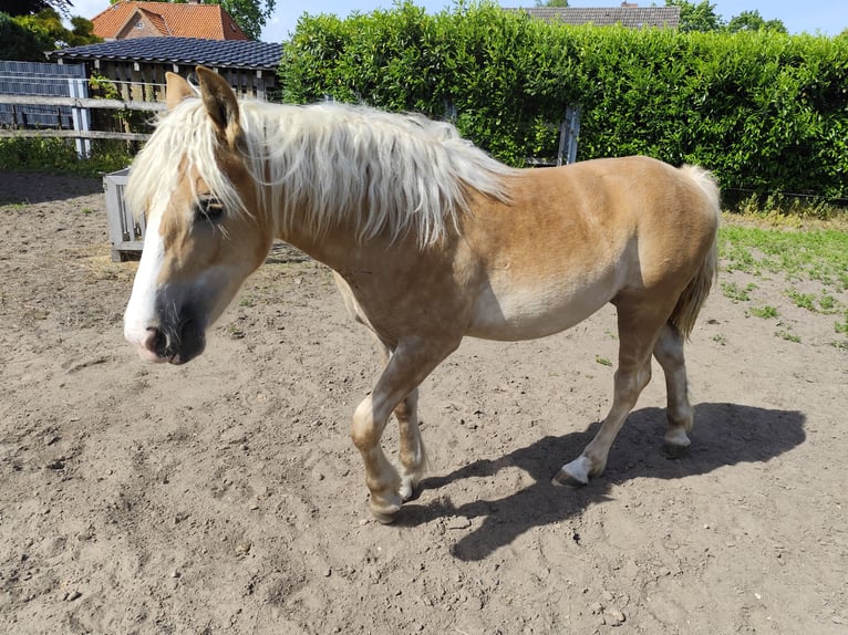 Trait belge Croisé Jument 1 Année Alezan in Beverstedt