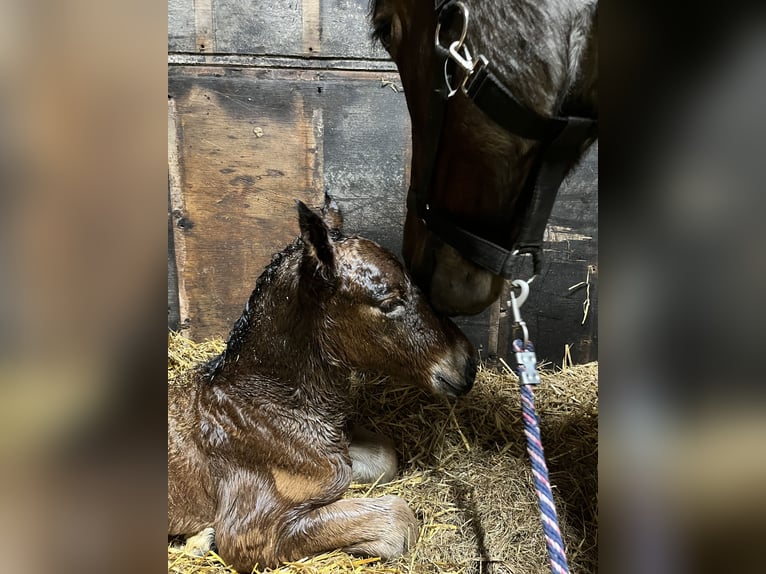 Trait belge Jument 1 Année Roan-Bay in Sleidinge