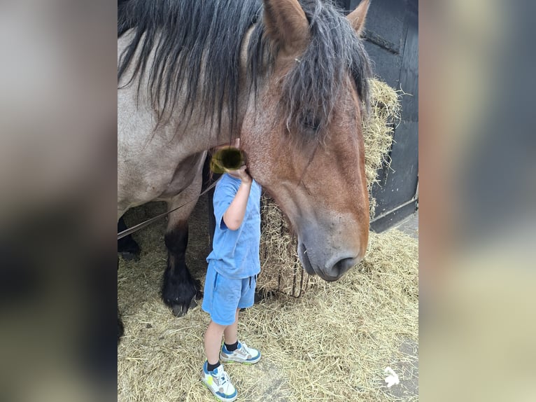 Trait belge Jument 2 Ans 163 cm Roan-Bay in Bentelo