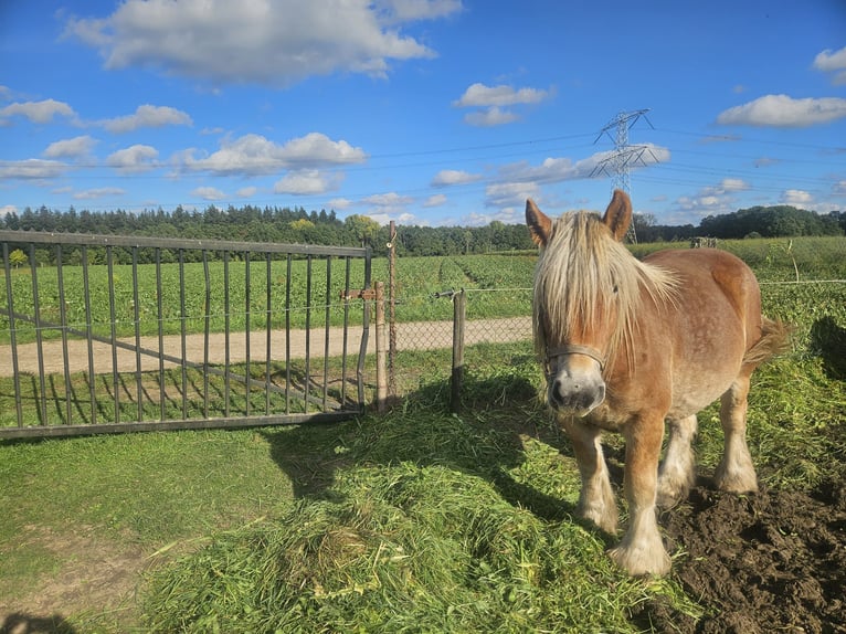 Trait belge Jument 3 Ans 155 cm Alezan in Montfort