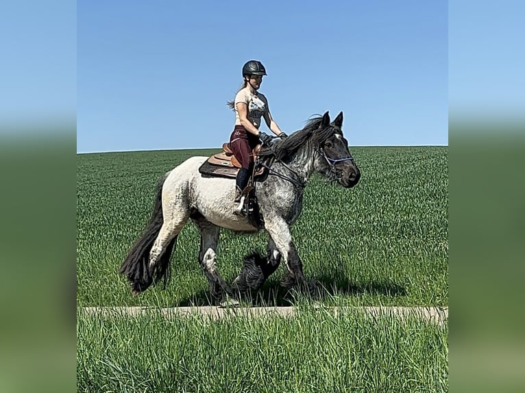 Trait belge Jument 3 Ans 155 cm Rouan bleu in Daleiden