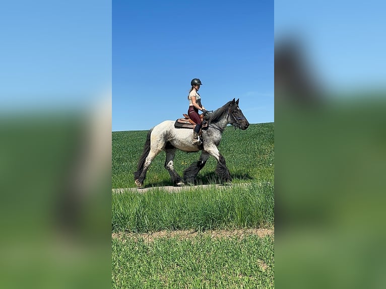 Trait belge Jument 3 Ans 155 cm Rouan bleu in Daleiden
