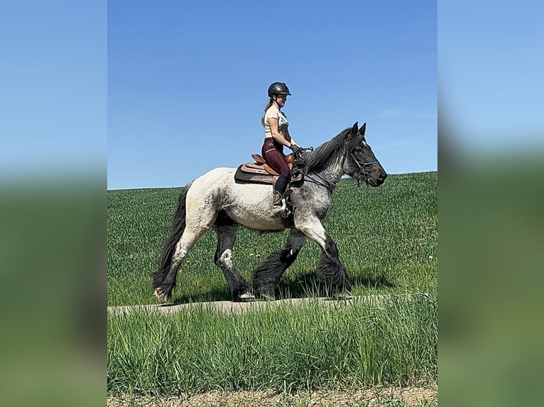 Trait belge Jument 3 Ans 155 cm Rouan bleu in Daleiden