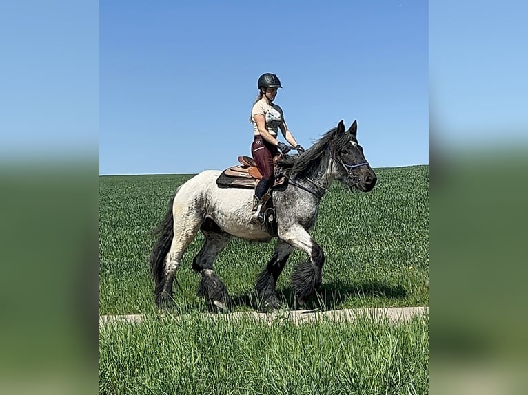 Trait belge Jument 3 Ans 155 cm Rouan bleu in Daleiden