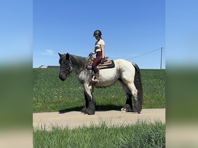Trait belge Jument 3 Ans 155 cm Rouan bleu in Daleiden