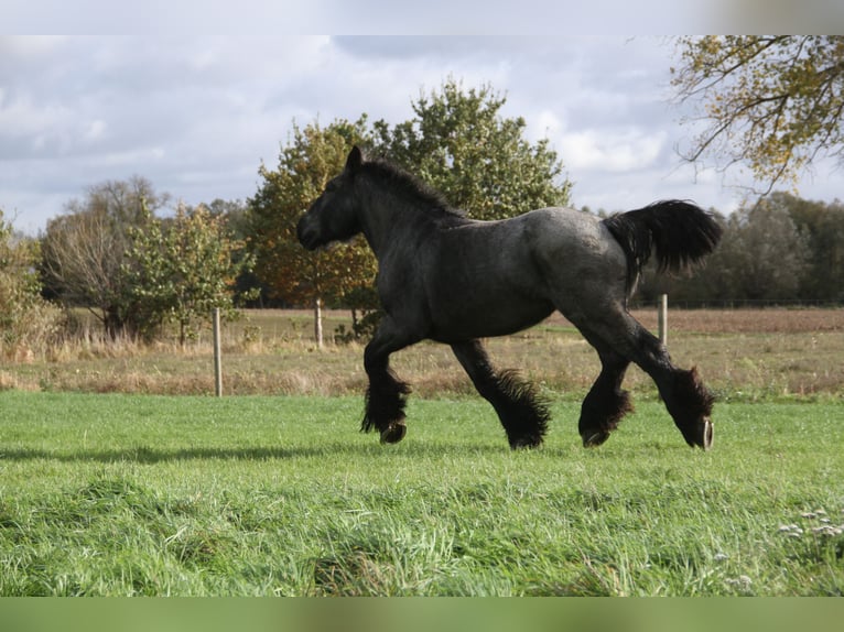 Trait belge Jument 3 Ans Rouan bleu in Herdersem