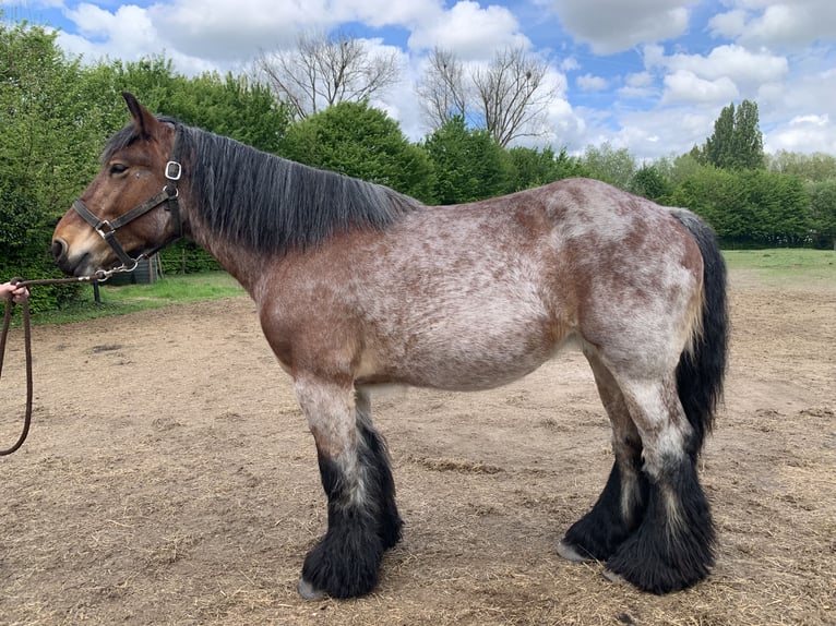 Trait belge Jument 4 Ans Gris (bai-dun) in Lebbeke