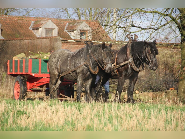Trait belge Jument 4 Ans Rouan bleu in Herdersem
