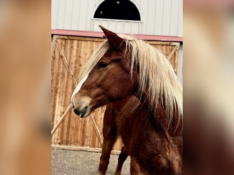 Trait belge Jument 5 Ans 188 cm Alezan cuivré in Fort Collins