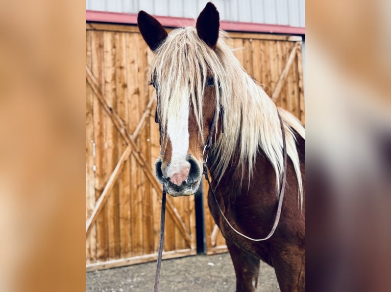 Trait belge Jument 5 Ans 188 cm Alezan cuivré in Fort Collins