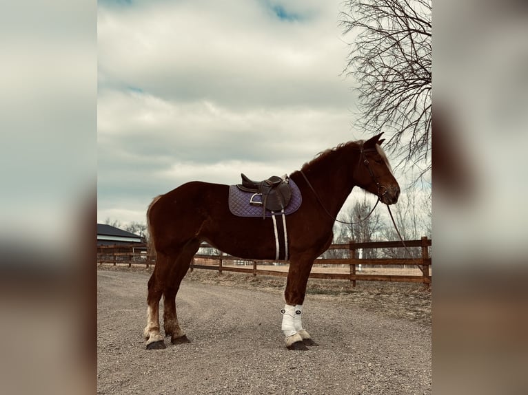 Trait belge Jument 5 Ans 188 cm Alezan cuivré in Fort Collins