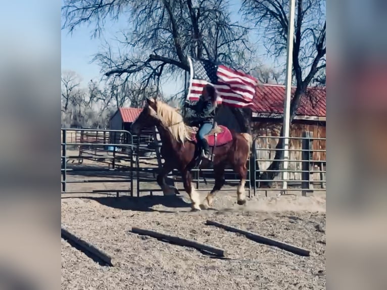 Trait belge Jument 5 Ans 188 cm Alezan cuivré in Fort Collins