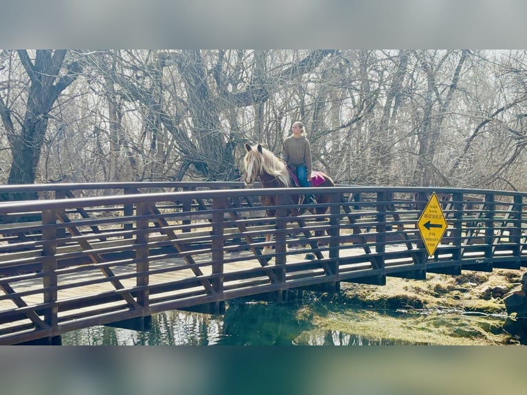 Trait belge Jument 5 Ans 188 cm Alezan cuivré in Fort Collins