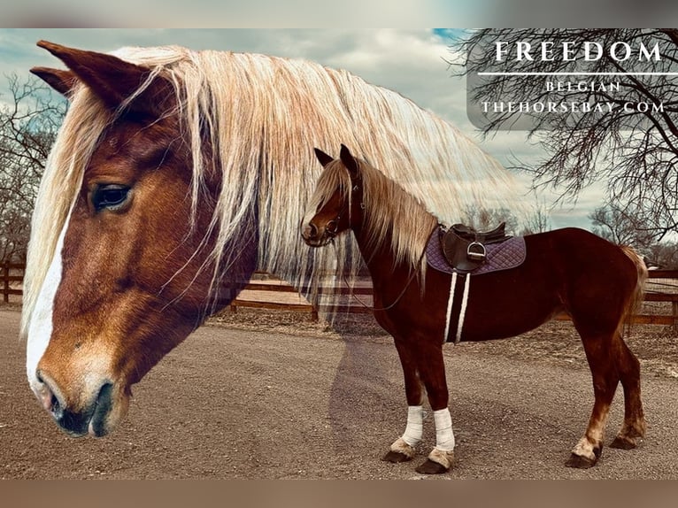 Trait belge Jument 5 Ans 188 cm Alezan cuivré in Fort Collins, CO