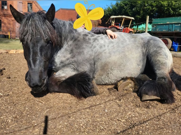 Trait belge Jument 6 Ans 165 cm Rouan bleu in Neufahrn in Niederbayern