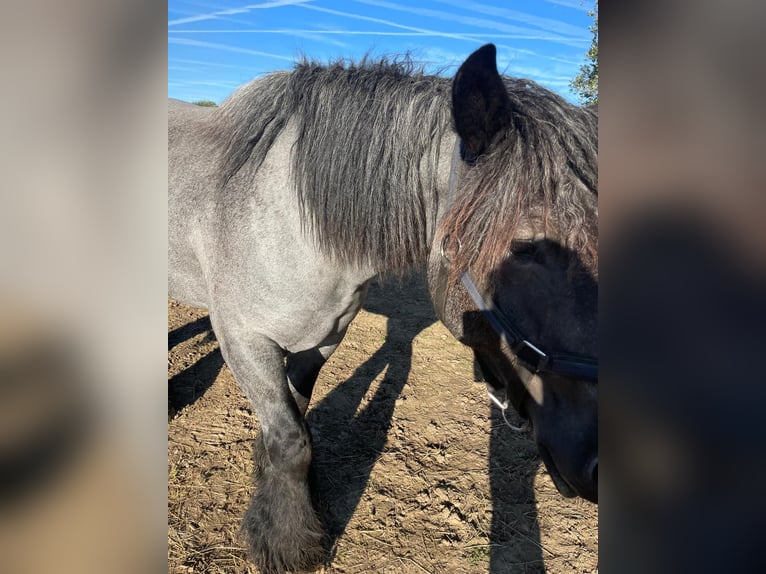 Trait belge Jument 6 Ans 165 cm Rouan bleu in Neufahrn in Niederbayern