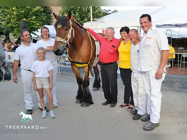 Trait belge Jument 6 Ans Bai in Herdersem